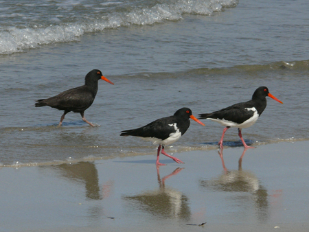 Pied Oystercatchers & Sooty Oystercather.jpg