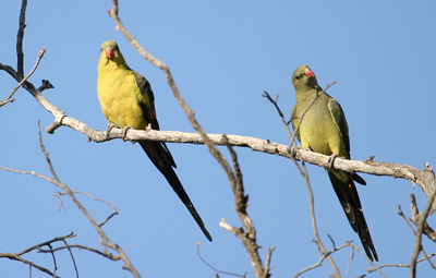 regent-parrots
