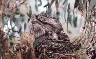 frogmouth1